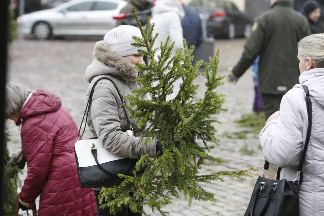 Eglės šakų dalinimas Klaipėdoje