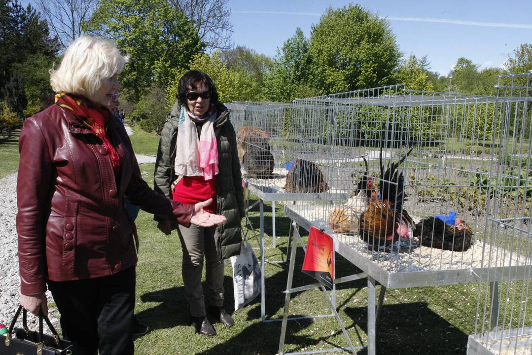 Augalų žavadienis Klaipėdos botanikos sode