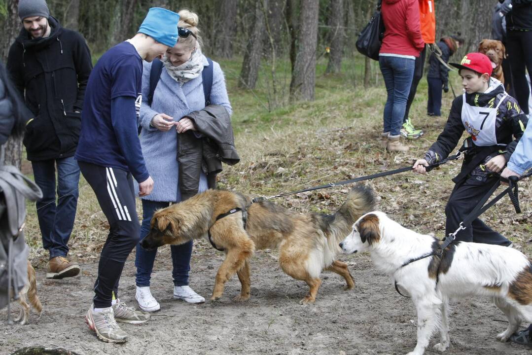 Šunų bėgimas Klaipėdoje