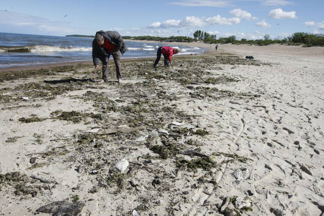 Klaipėdiečiai stebisi: pajūryje – dešimtys negyvų žuvų