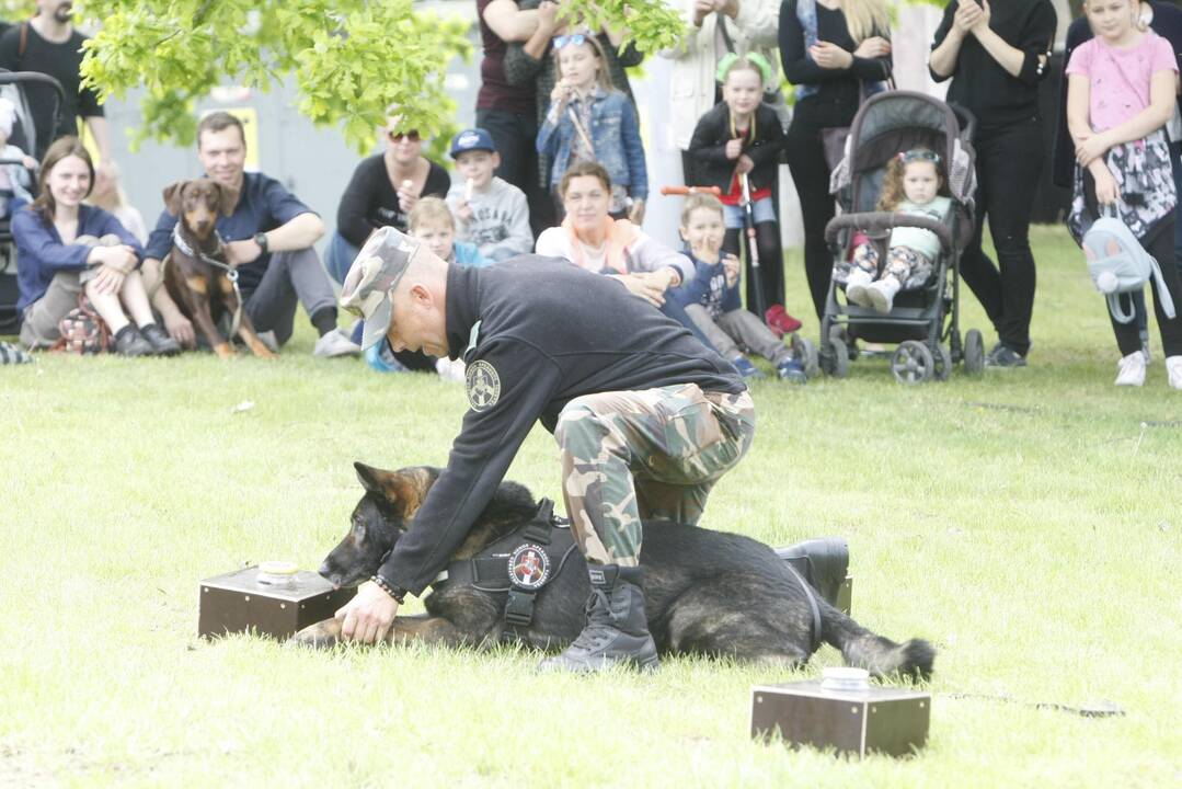 Laivų parade - pramogų vajus