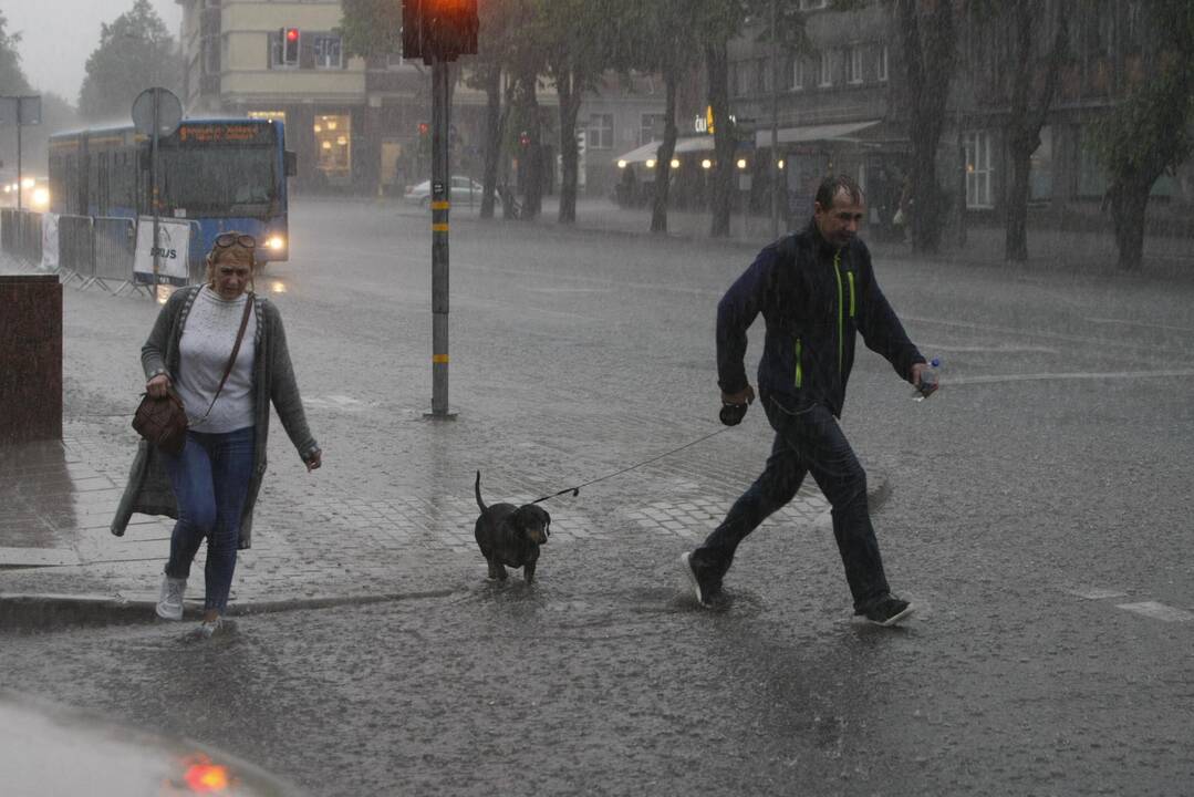 Liūtis Klaipėdoje