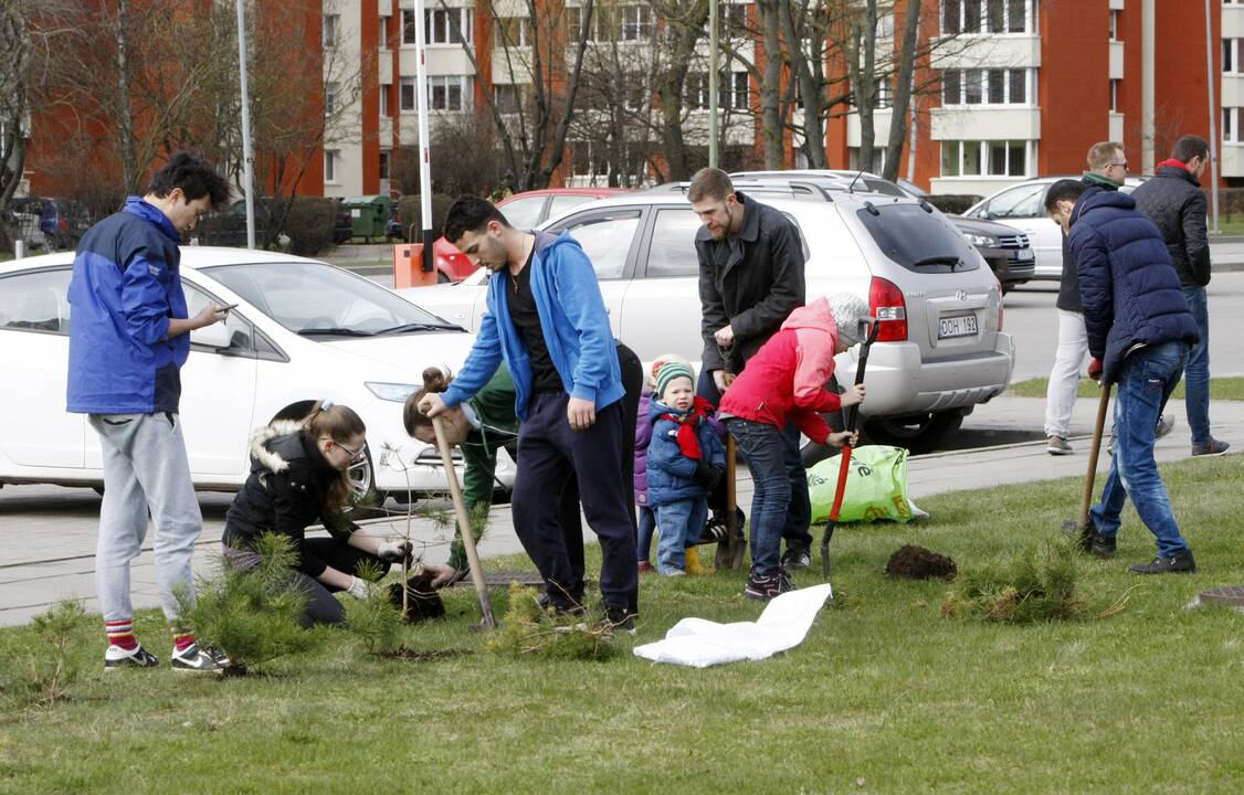 Klaipėdoje sodino pušis iš Neringos