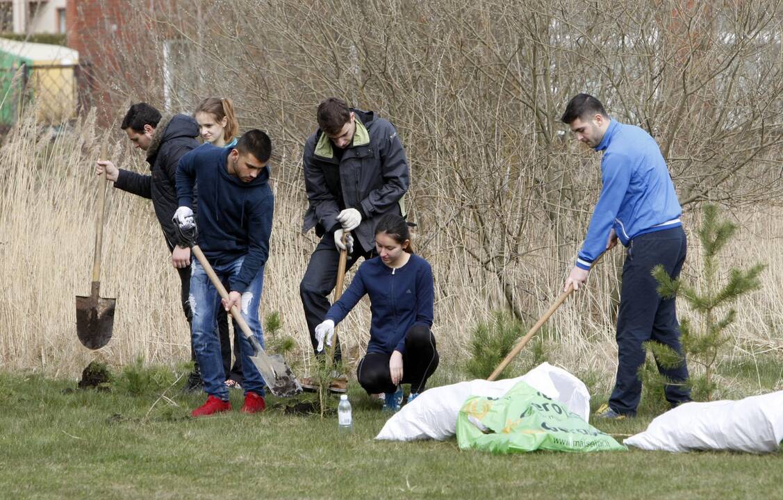 Klaipėdoje sodino pušis iš Neringos