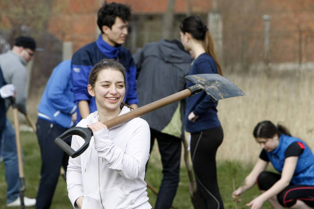 Klaipėdoje sodino pušis iš Neringos