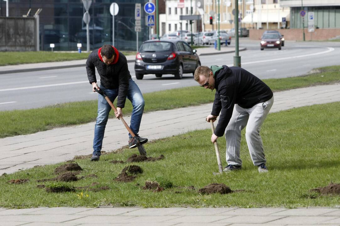 Klaipėdoje sodino pušis iš Neringos