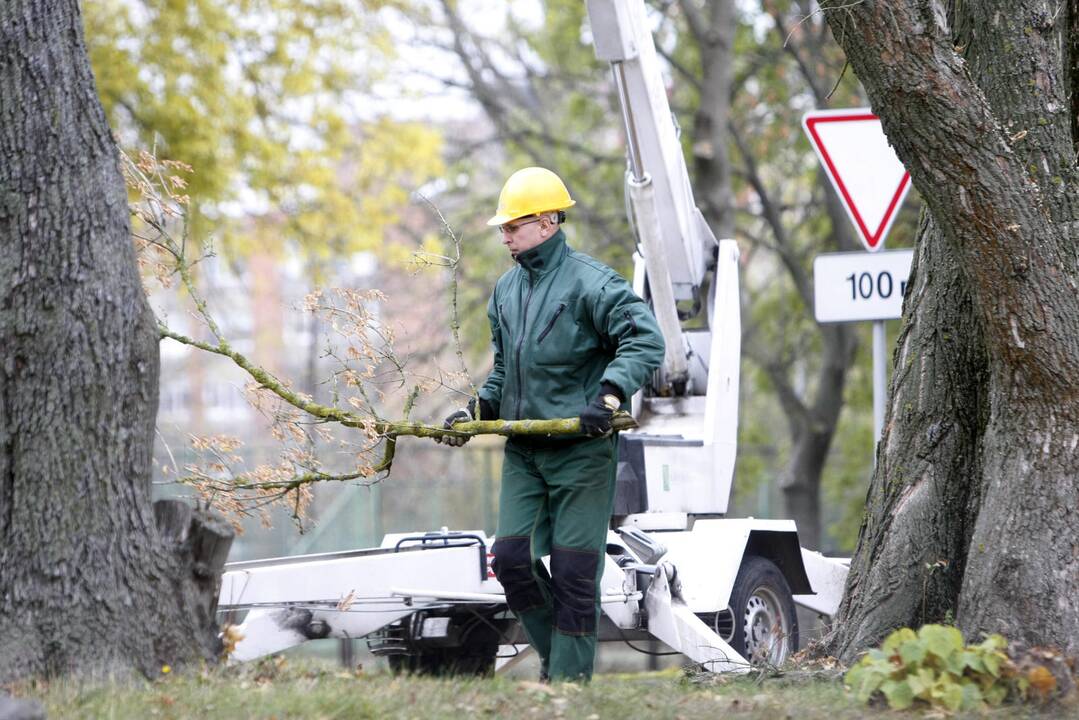 Medžių genėjimas Kretingos gatvėje