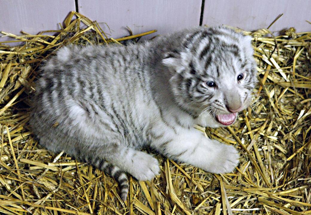 Klaipėdos zoologijos sode gimė baltosios tigriukės