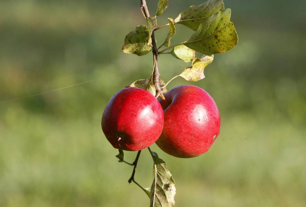 Žiemą laukia kainų šokas