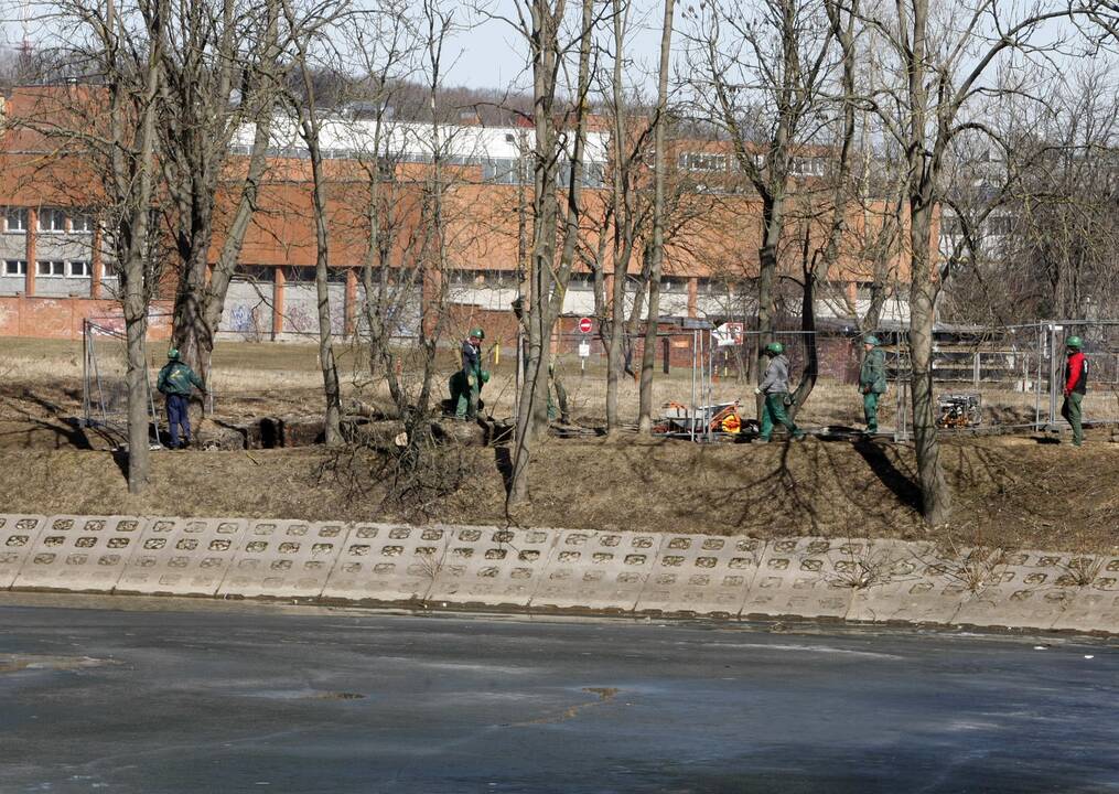 Kertami medžiai: bijoma prarasti privatumą