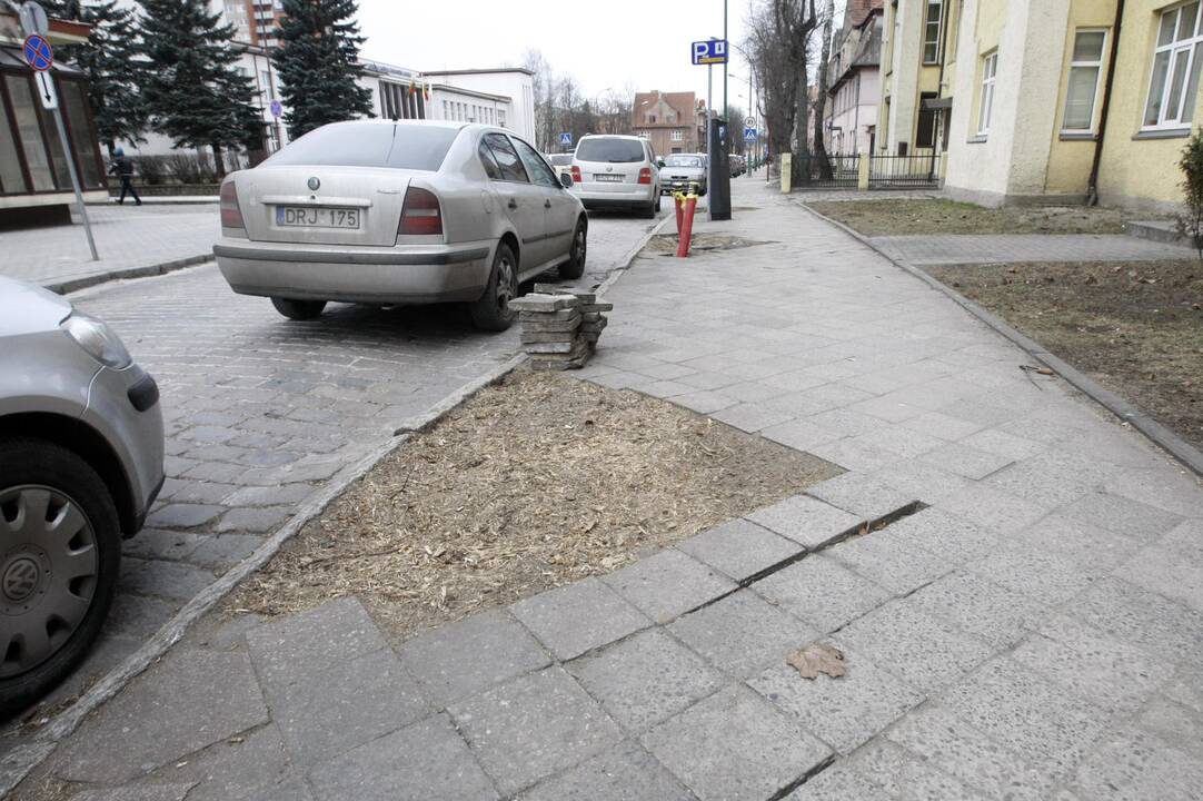 Klaipėdai trūksta vyriausiojo sodininko