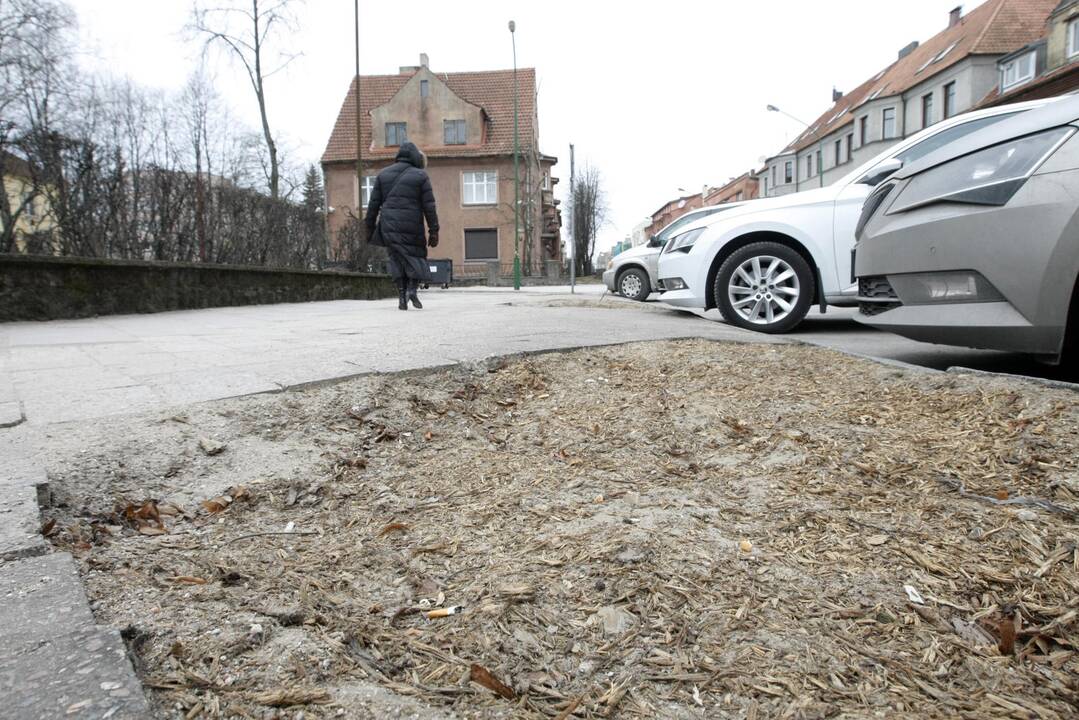 Klaipėdai trūksta vyriausiojo sodininko