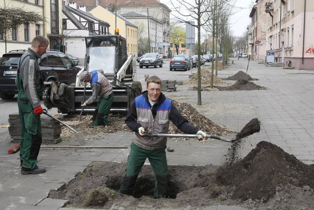 Medžių sodinimas