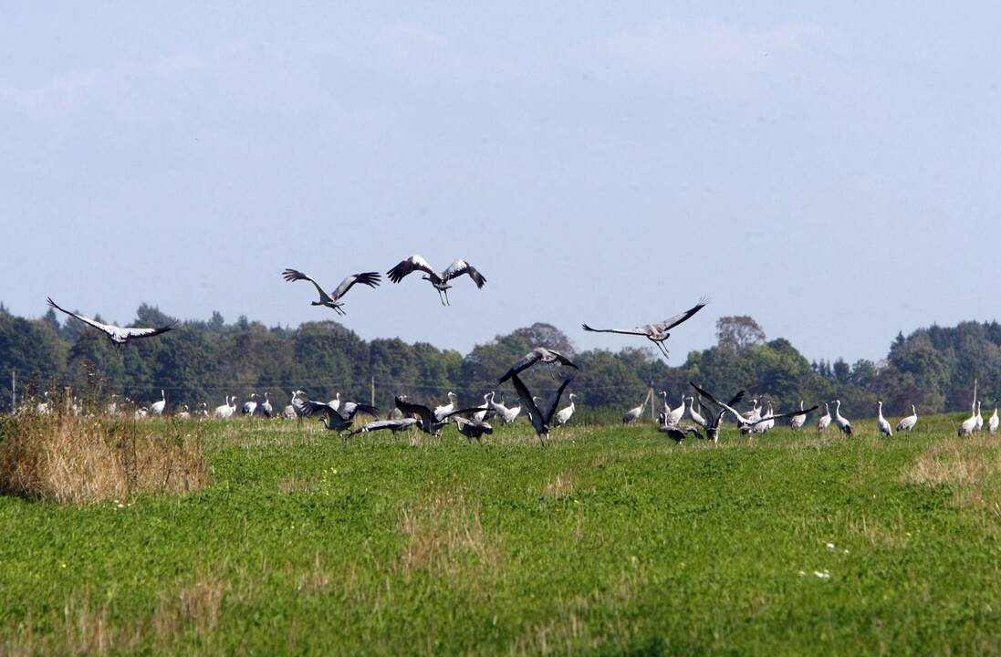 Gervės pakėlė sparnus
