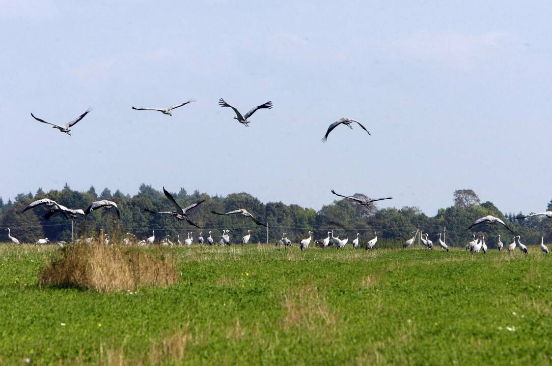 Gervės pakėlė sparnus