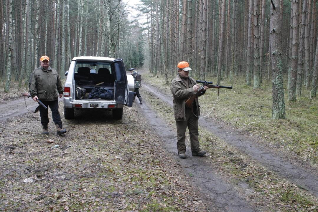 Šernų medžioklė prie Klaipėdos