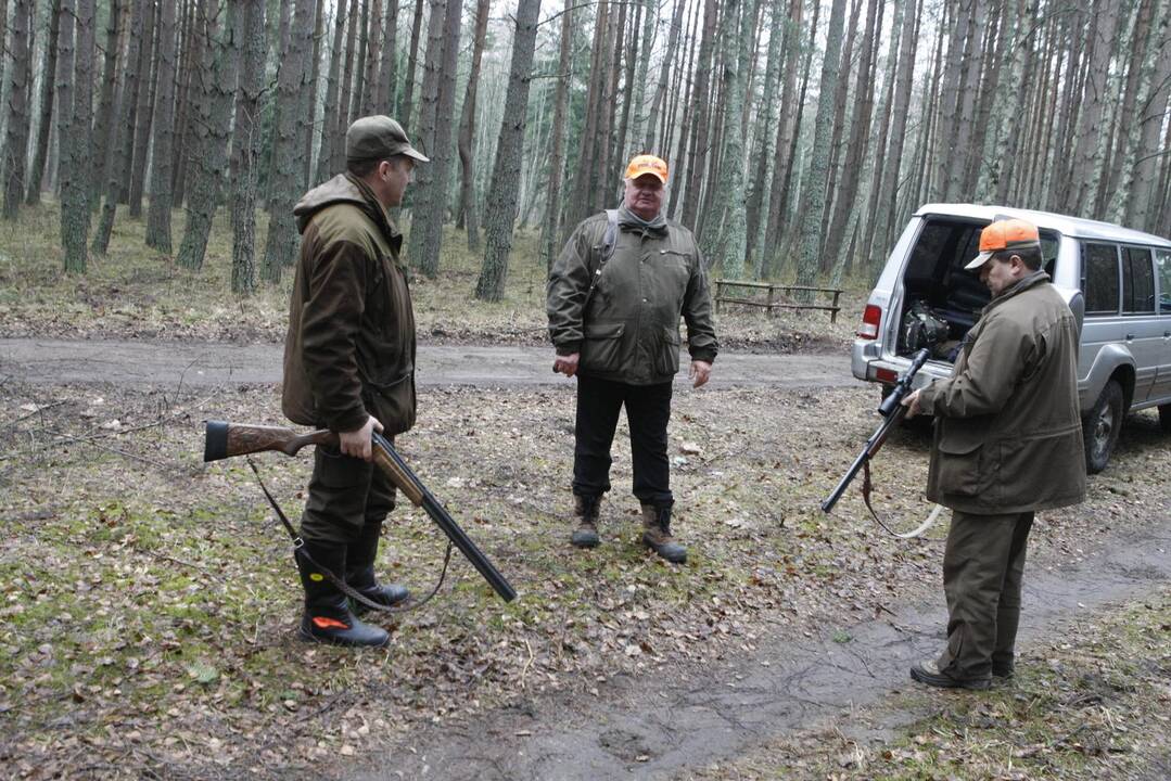 Šernų medžioklė prie Klaipėdos