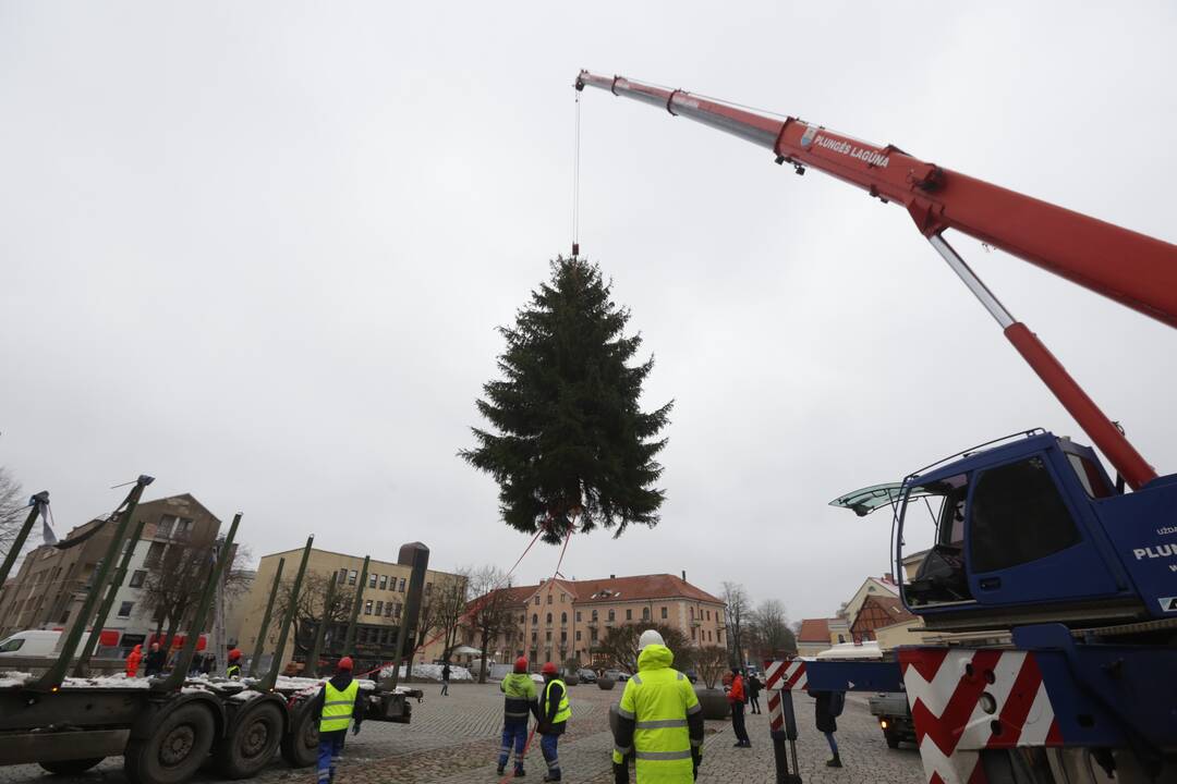 Klaipėda žiemos šventes pasitiks su gyva eglute