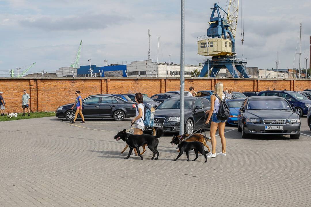 Tarptautinei benamių gyvūnų dienai – simbolinis žygis