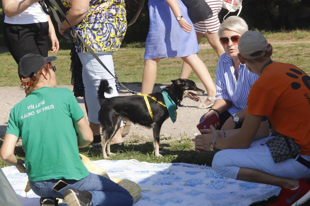„Laisvės pikniko“ pramogos