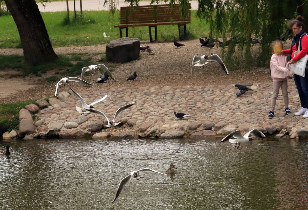 Kauniečių savaitgalis mieste