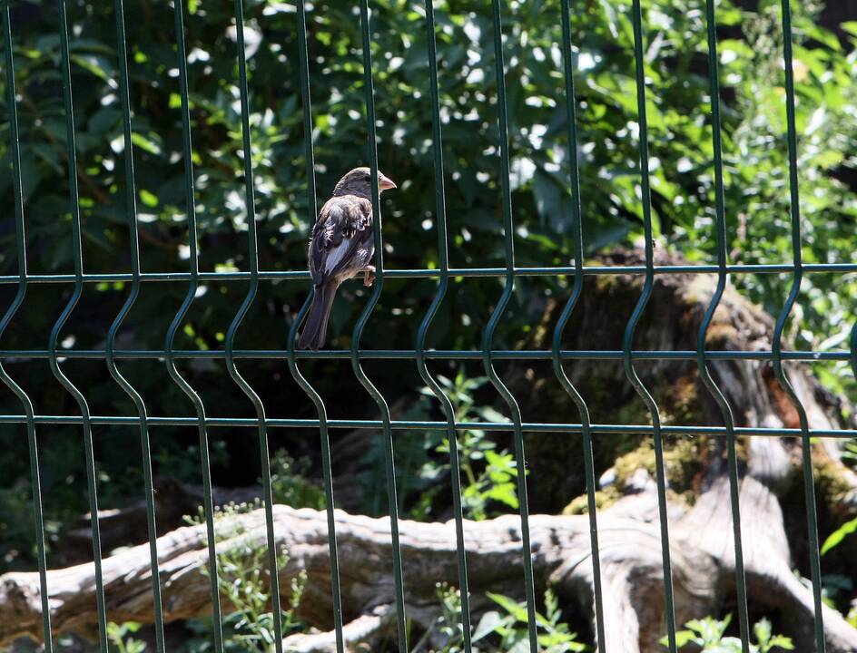 Zoologijos sodas prieš rekonstrukciją.