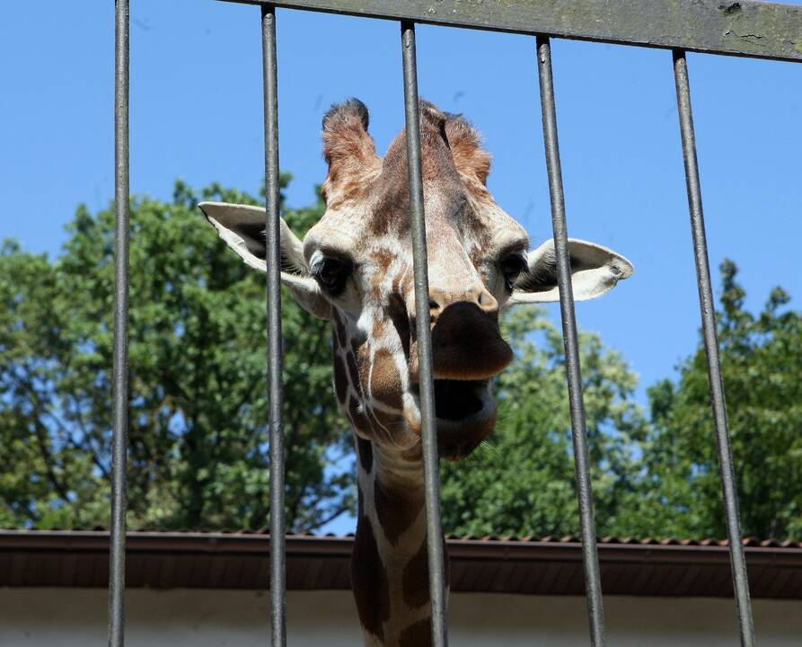 Zoologijos sodas prieš rekonstrukciją.