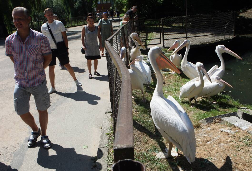 Zoologijos sodas prieš rekonstrukciją.