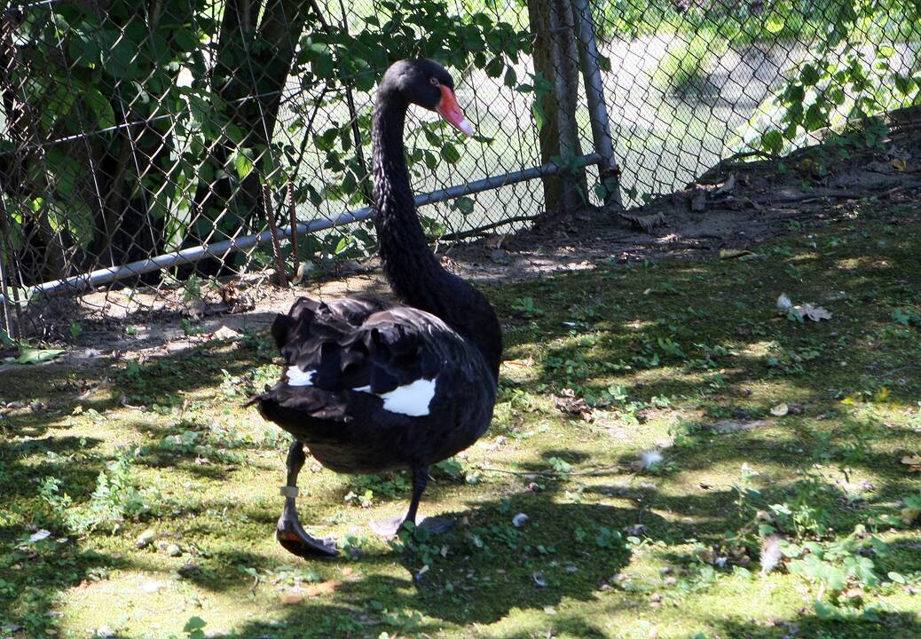 Zoologijos sodas prieš rekonstrukciją.