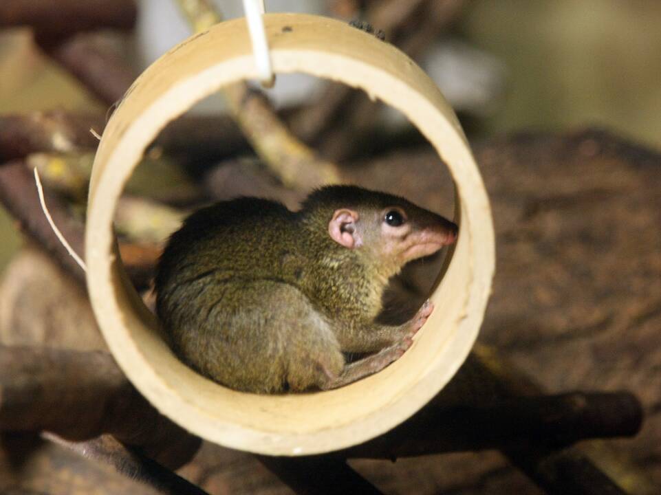 Zoologijos sodas prieš rekonstrukciją.