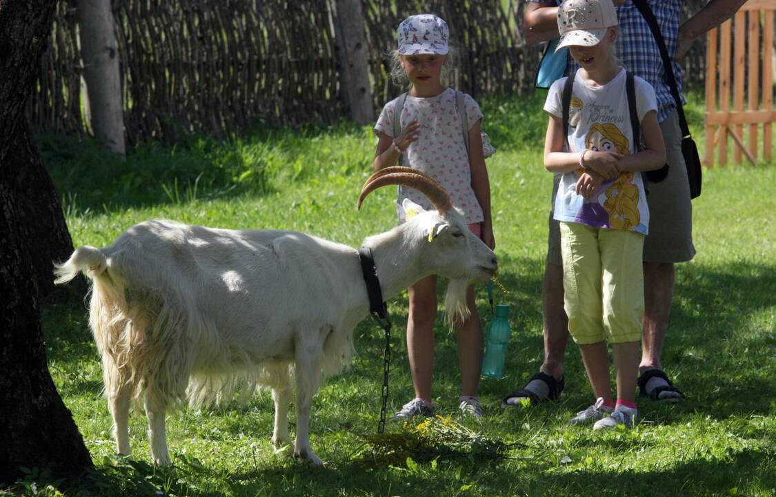 Žolinė Rumšiškėse 2020