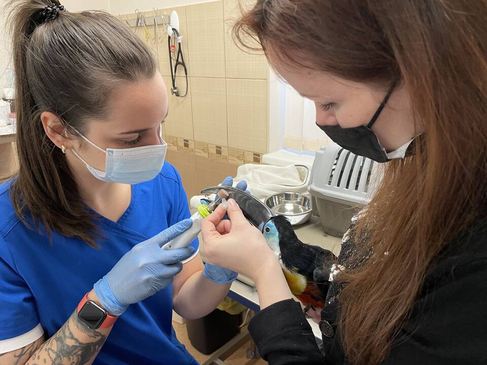 Globa: I.Plungytės būstas – tikri veterinaro namai.