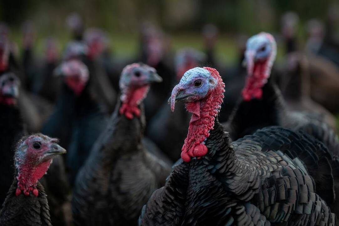 Anglijoje toliau nevaldomai plinta paukščių gripas