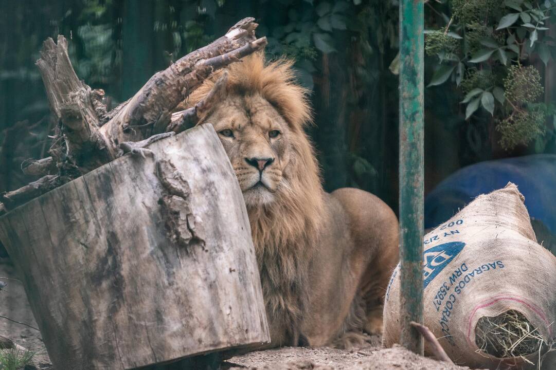 2018-07-01 - Lietuvos zoologijos sodo 80-asis gimtadienis