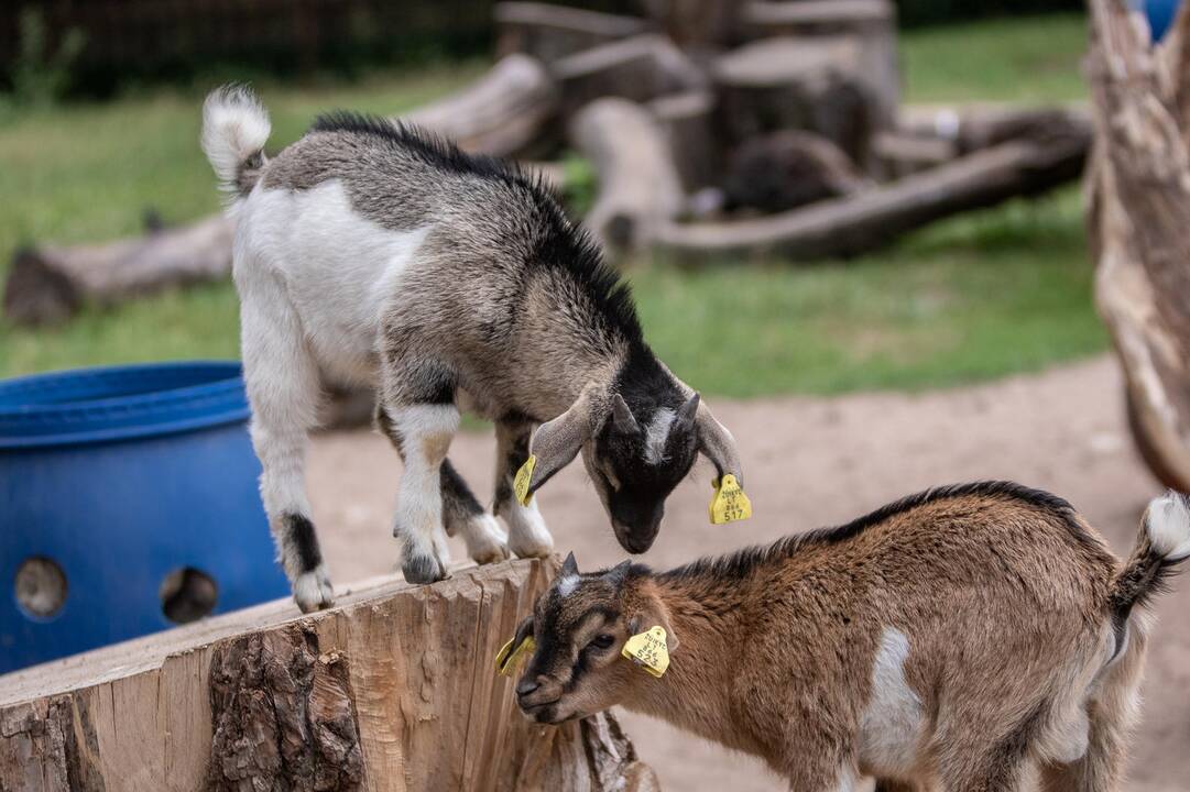 2018-07-01 - Lietuvos zoologijos sodo 80-asis gimtadienis