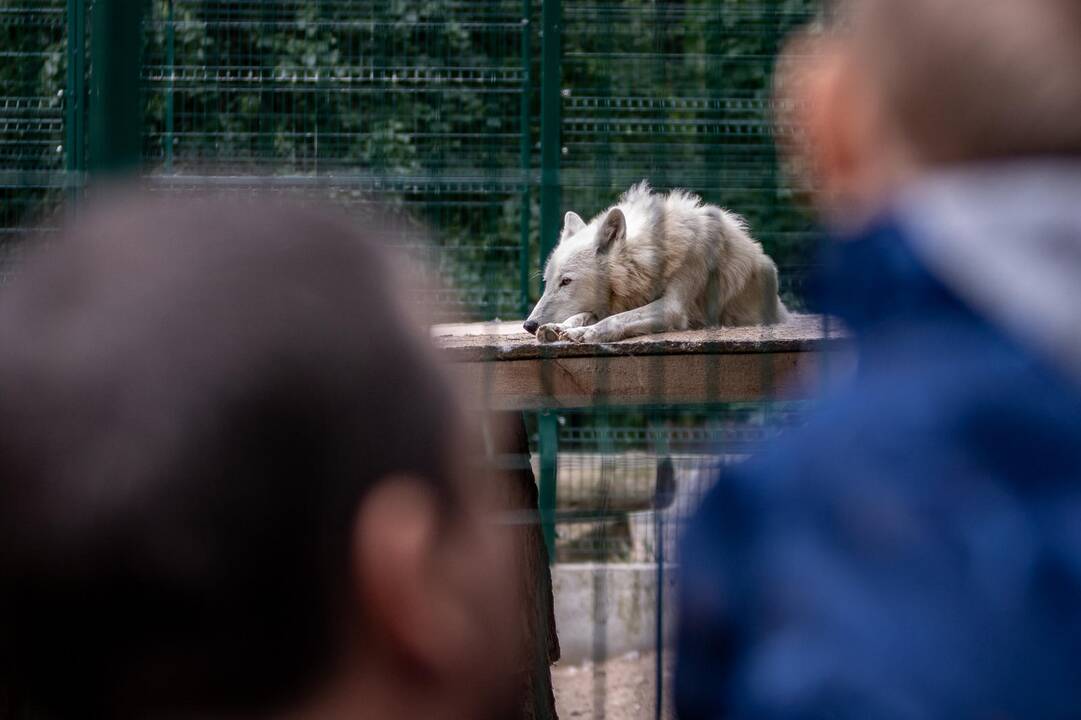 2018-07-01 - Lietuvos zoologijos sodo 80-asis gimtadienis
