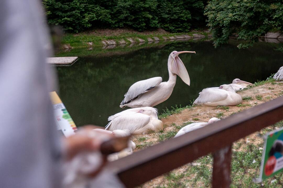 2018-07-01 - Lietuvos zoologijos sodo 80-asis gimtadienis