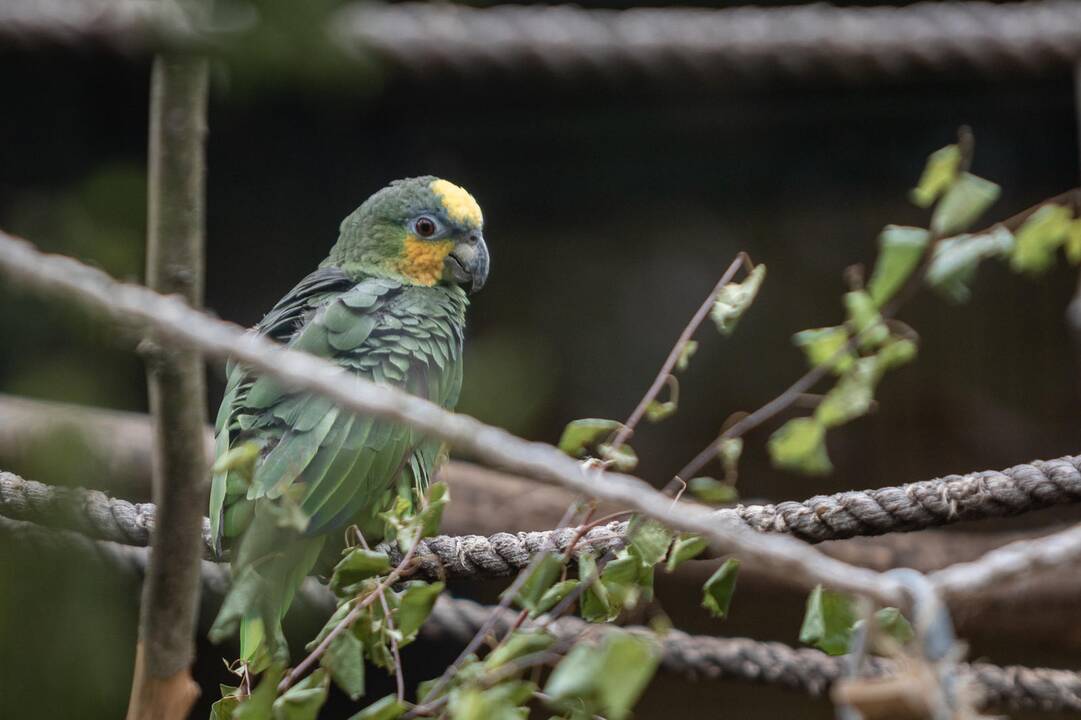 2018-07-01 - Lietuvos zoologijos sodo 80-asis gimtadienis