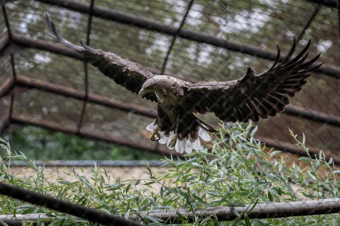 2018-07-01 - Lietuvos zoologijos sodo 80-asis gimtadienis