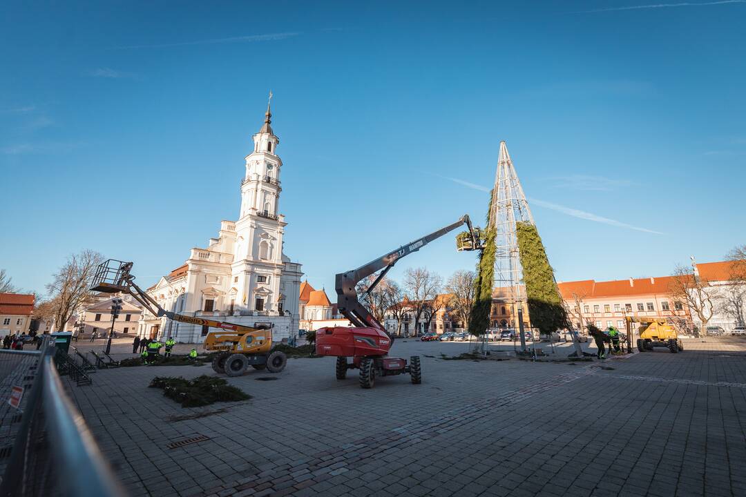Pagrindinė Kauno Kalėdų eglė įgauna kontūrus