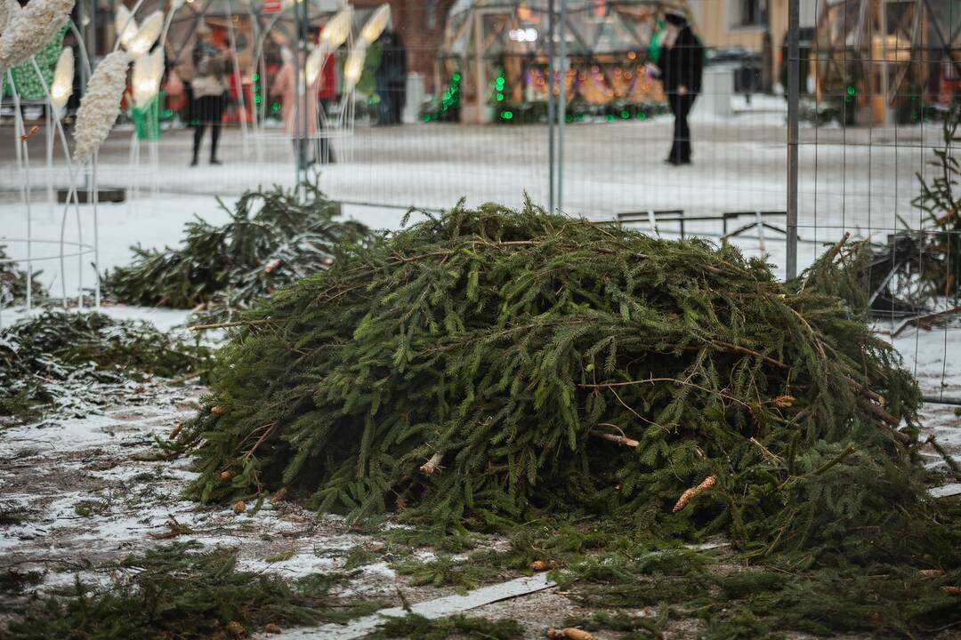 Žmonės plūsta prie apdegusios Kauno eglės