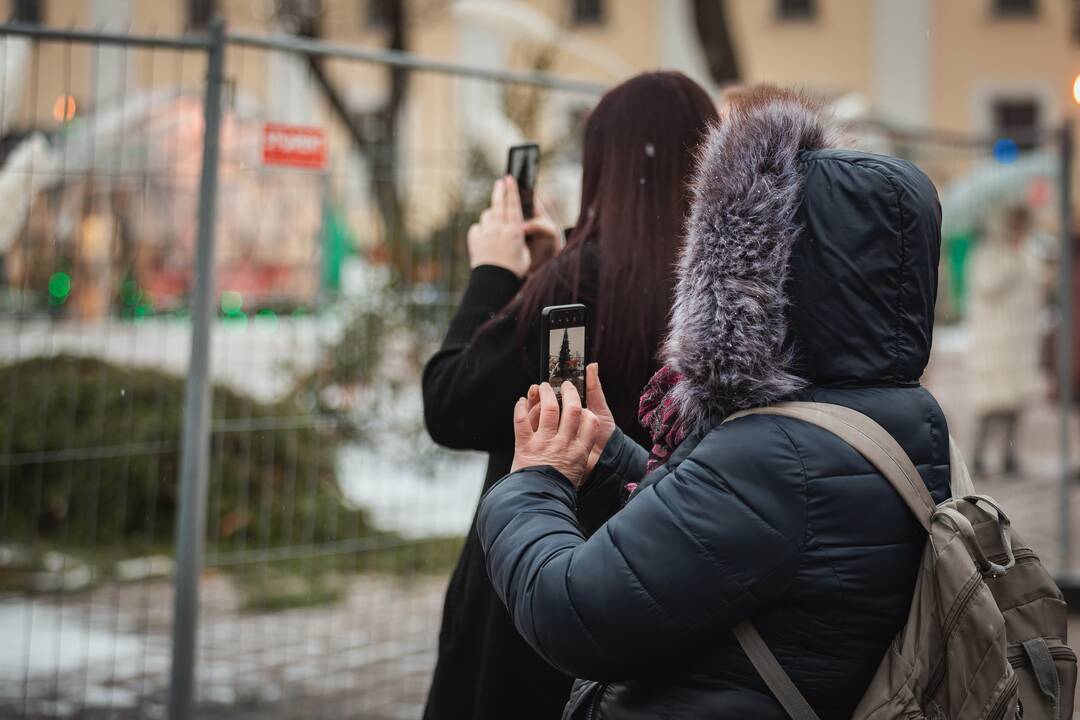 Žmonės plūsta prie apdegusios Kauno eglės