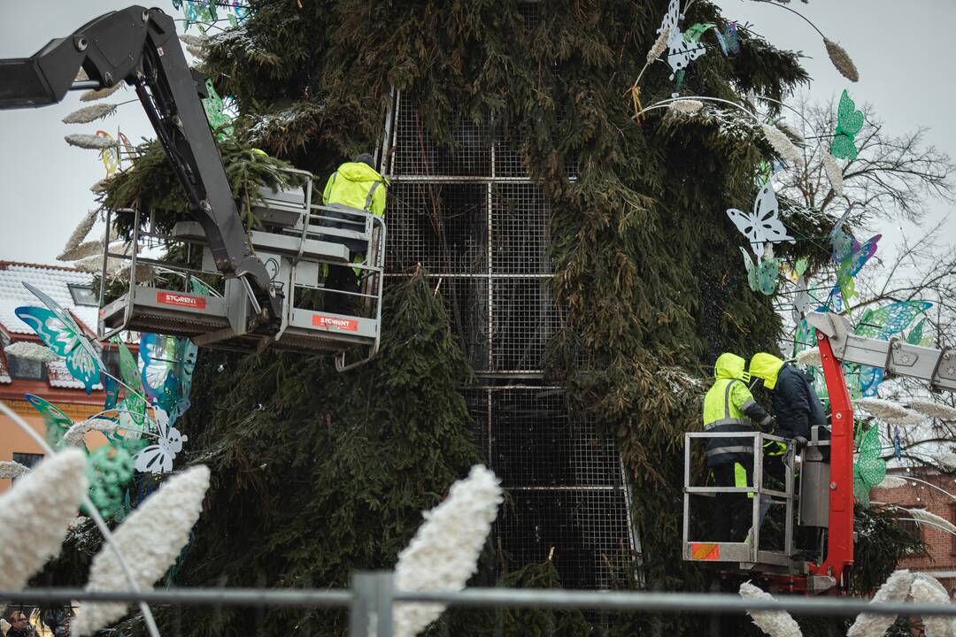 Žmonės plūsta prie apdegusios Kauno eglės