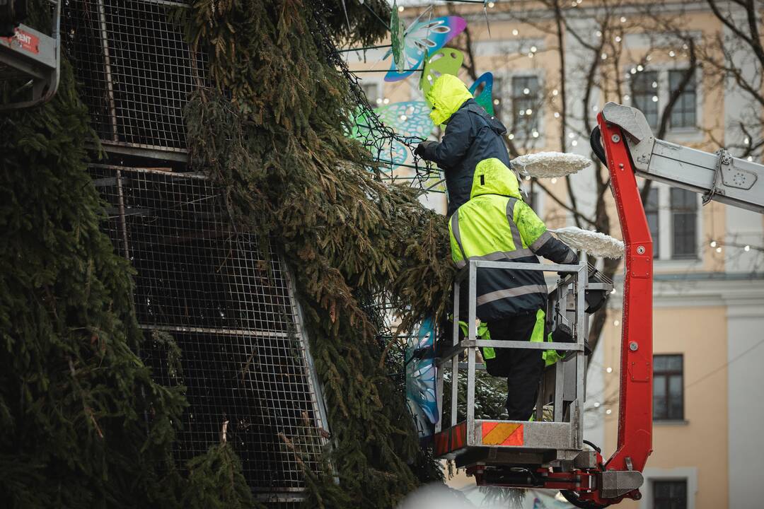 Žmonės plūsta prie apdegusios Kauno eglės