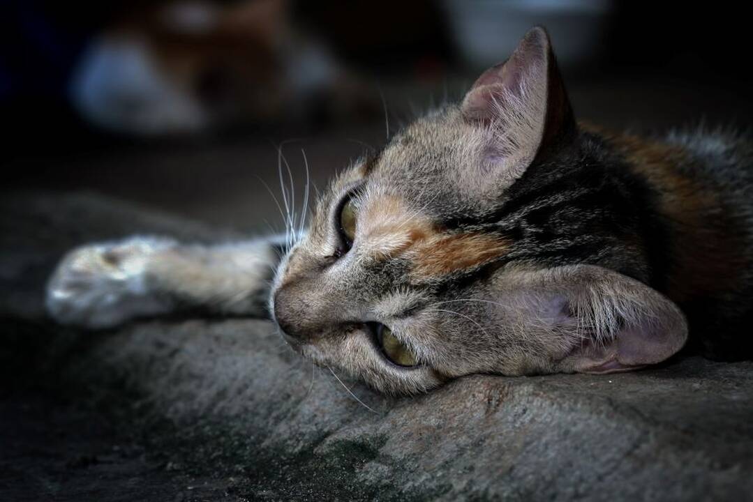 Asociatyvi nuotr.