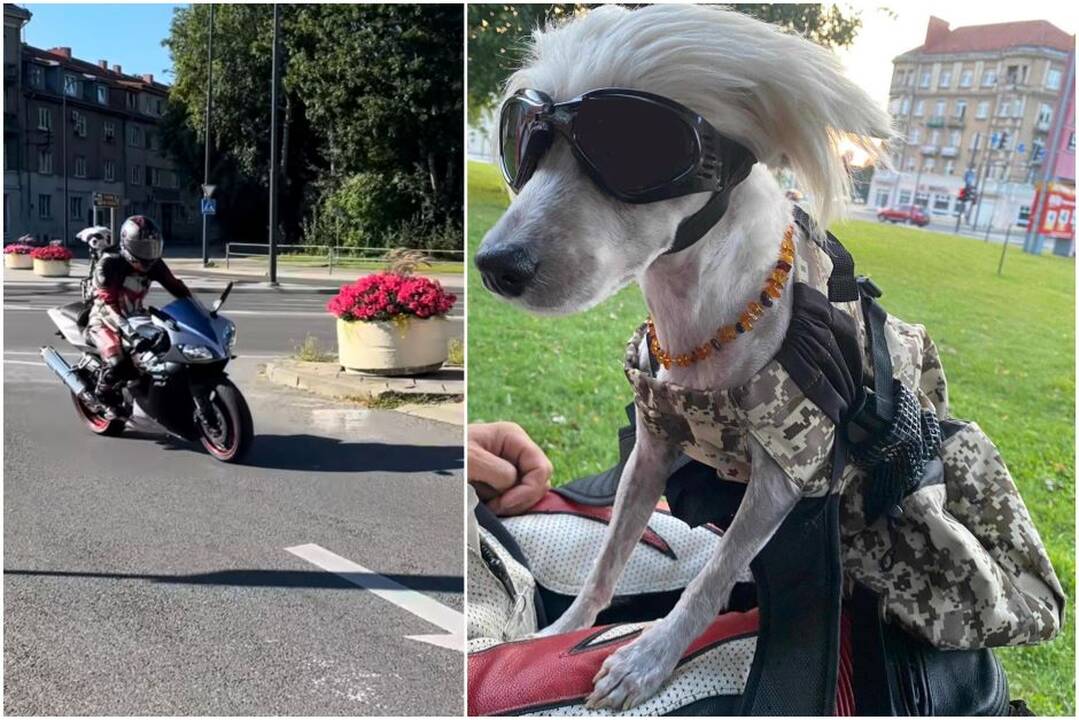 Nustebino: miestiečiai gatvėse stebėjo neįprastą reginį – ant motociklininko nugaros, kuprinėje, patogiai kartu keliauja ir jo augintinis.