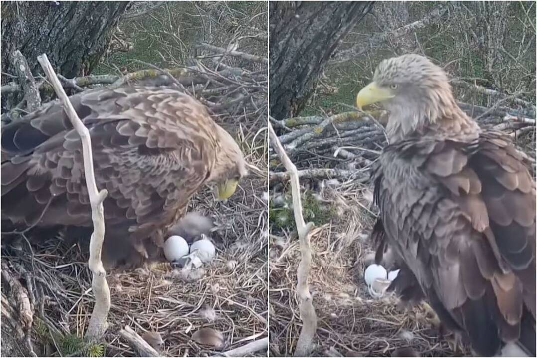 Neįtikėtinas vaizdas: pamatykite, kaip išsirita ereliukai
