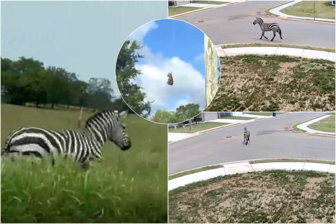Ištrūkęs į laisvę Zebras tapo žvaigžde