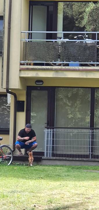 Priprato: lapinas, pramintas Tapino vardu, Neringoje yra žinoma žvaigždė – gyventojai jo klajones po kurortą fiksuoja nuo pat pavasario.