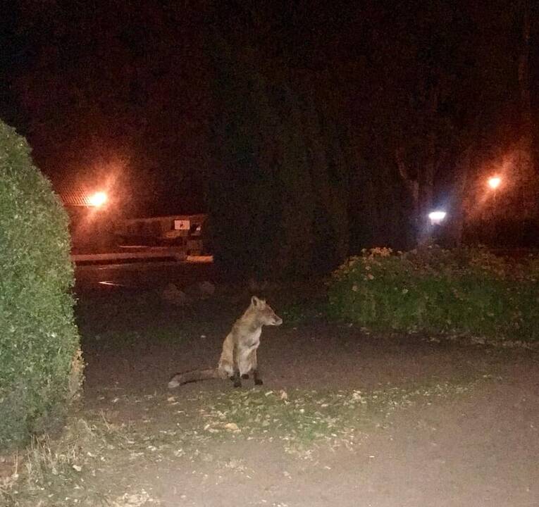 Priprato: lapinas, pramintas Tapino vardu, Neringoje yra žinoma žvaigždė – gyventojai jo klajones po kurortą fiksuoja nuo pat pavasario.